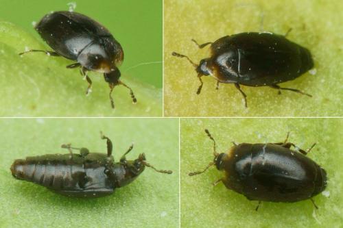 Réf. 243 452 : Arthrolips sp.